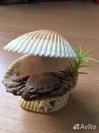 Ракушки,камни для интерьера и аквариума