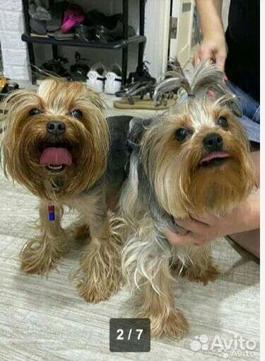 Йорширский терьер супер mini(микро) девочка