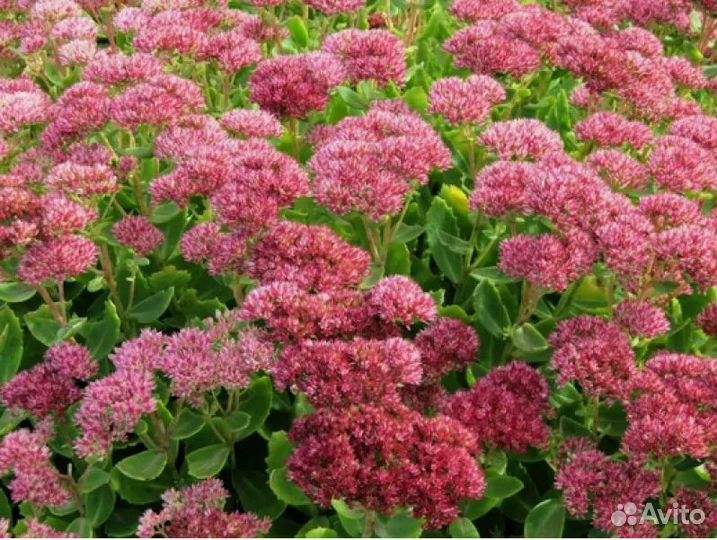 Очиток видный или заячья капуста