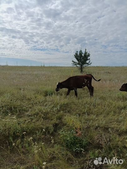 Продам тёлак