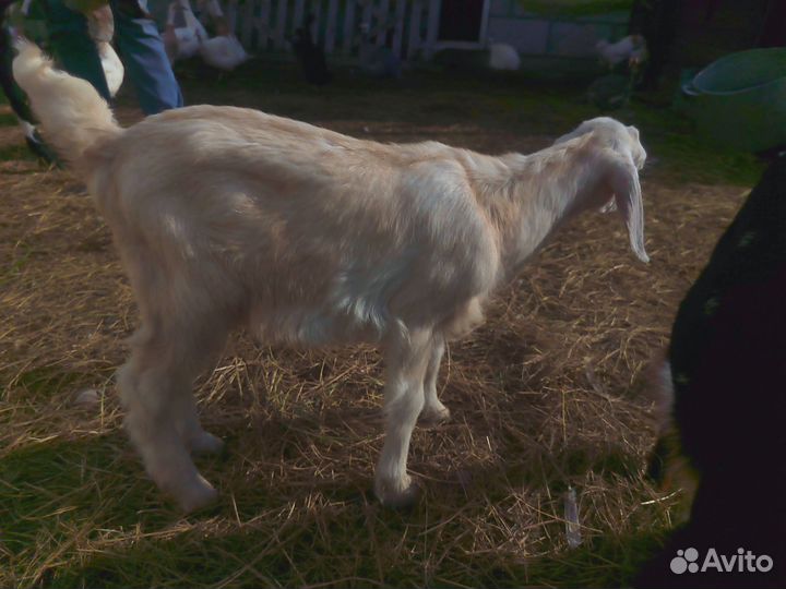 Продажа козлят