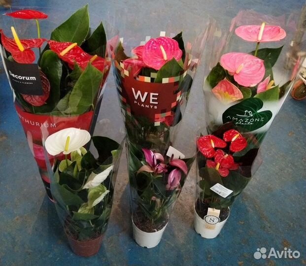 Антуриумы обновление