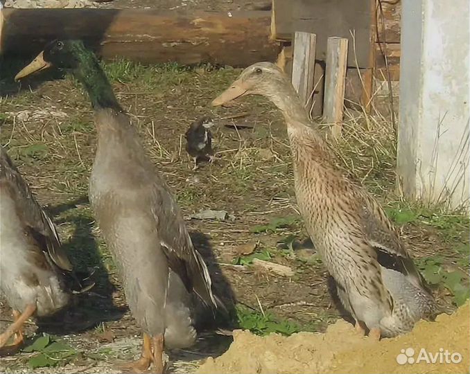 Утка индийский бегунок