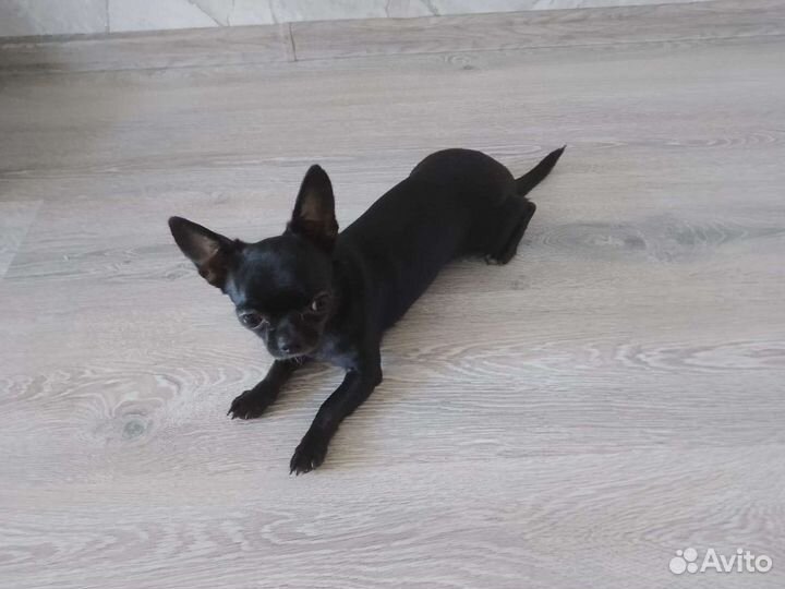 Мини чихуахуа
