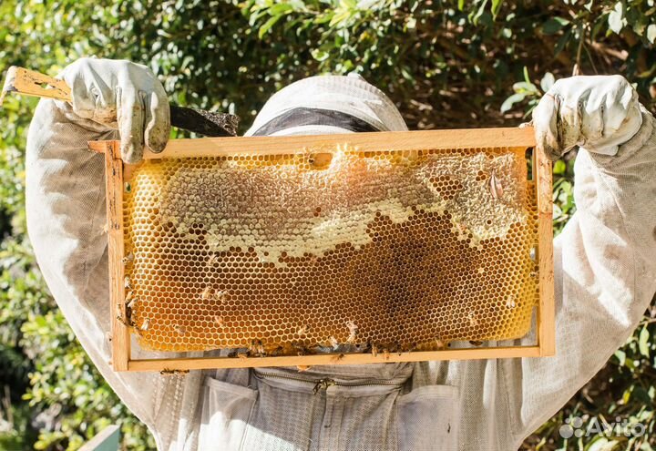 2024 Мед натуральный с Алтая опт