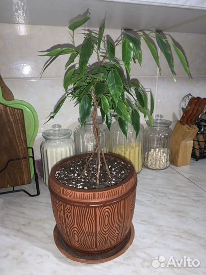 Домашние растения