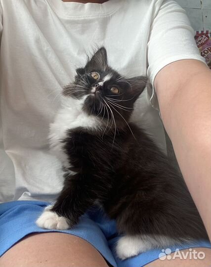 Кот Муха