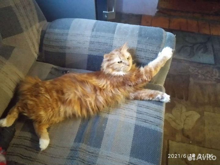 Кошечка