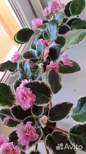 Лист фиалки на срез