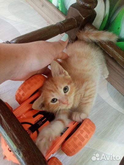 Кошка в дар бесплатно