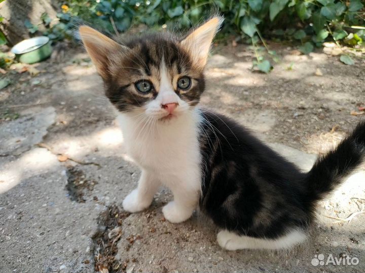 Красивые котята выброшены на смерть