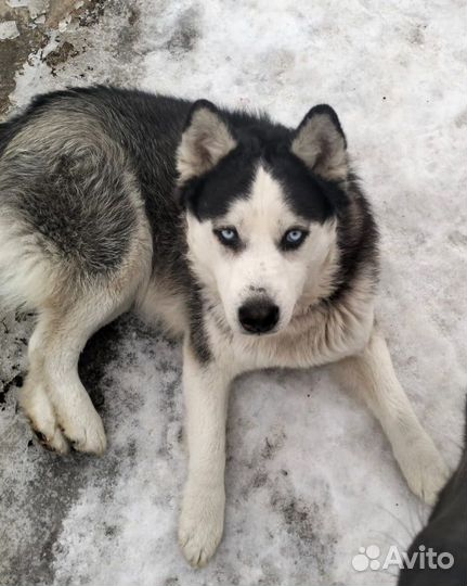 Собака в добрые руки отдам бесплатно