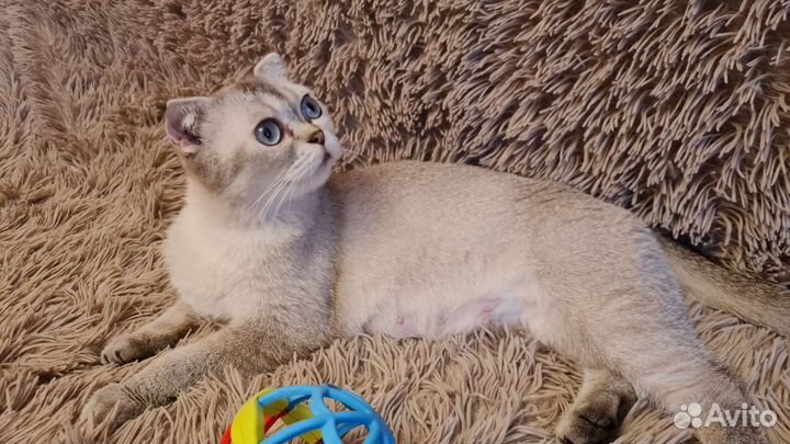 Шотландские вислоухие и прямоухие котята