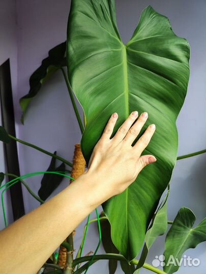 Филодендрон