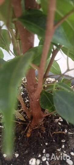 Фикус бенджамина