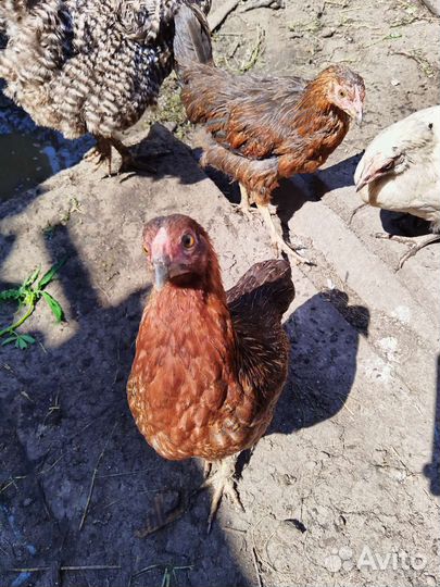 Куры молодки несушки семьей