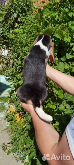 Щенки бигль