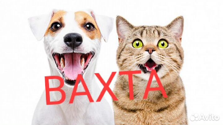 Упаковщики/Операторы на линию/Без опыта/Сидя