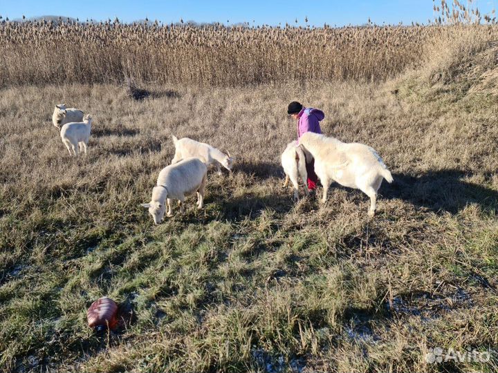 Козы козлята козлы