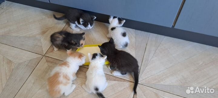 Котята бесплатно