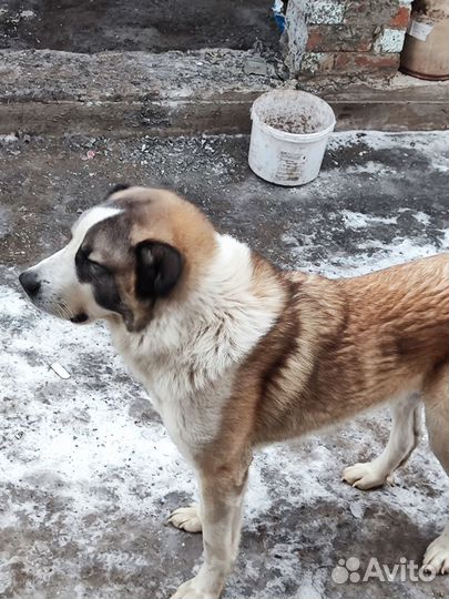 Сао алабай вязка