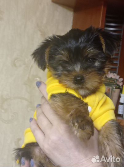 Йоркширский терьер