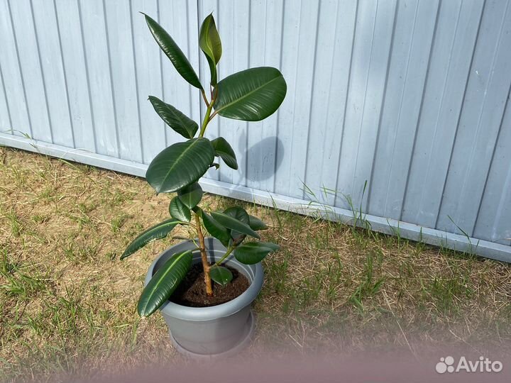 Фикус каучуконосный