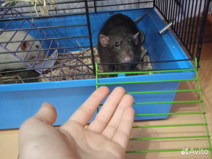 Крыса девочка