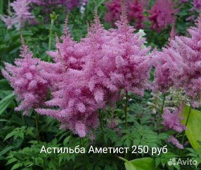 Астильба Аметист