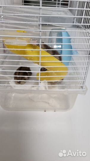 Клетка с 3 хомяками