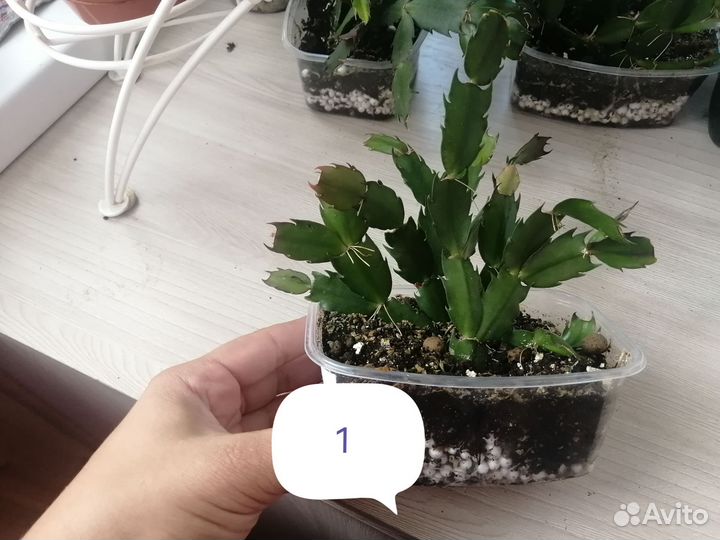 Красивый декабрист