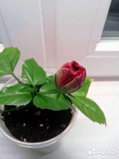 Гибискус красный махровый Китайская роза