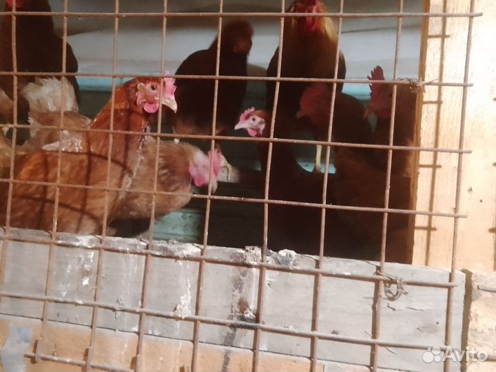 Куры несушки