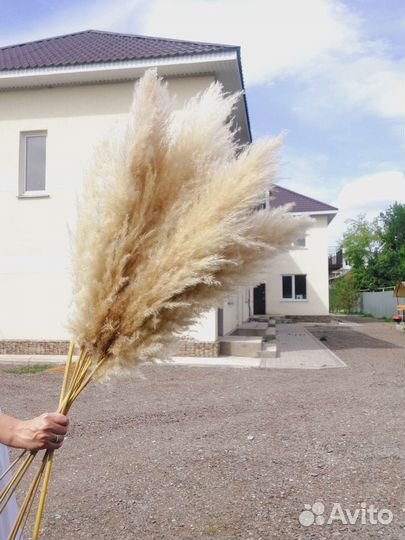 Пампасная трава