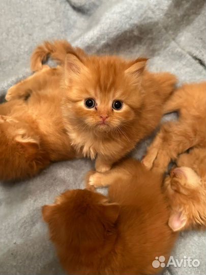 Роскошные драгоценные Шотландские котята
