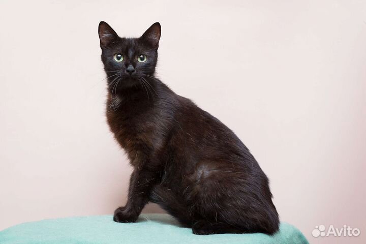 Черный Лебедь