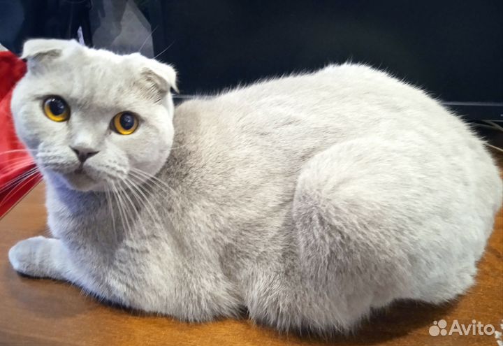 Шотландская вислоухая