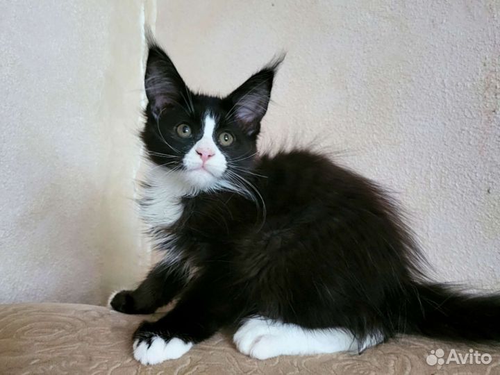 Котята мейн-кун