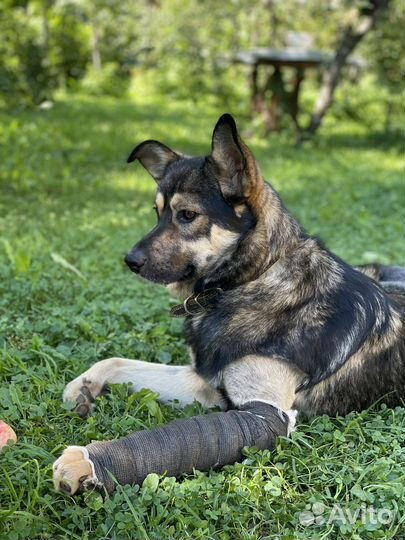 Молодой пёс в добрые руки