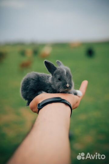 Мини карликовый кролик - размером с ладонь