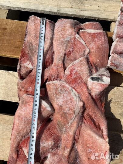 Окунь морской 150-300 и 300-500