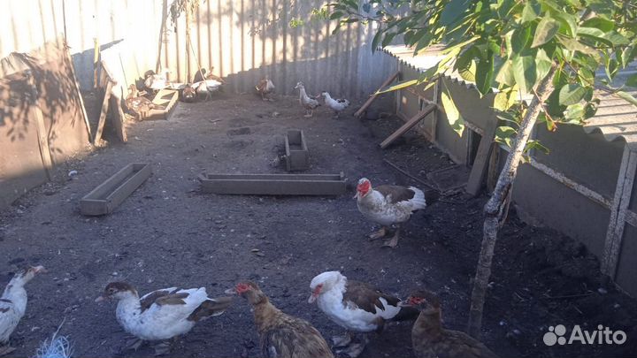 Утки шипуны