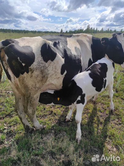 Корова телята и бычки