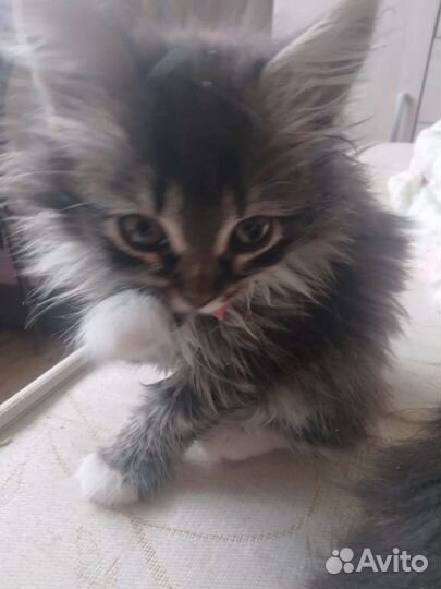 Кошка