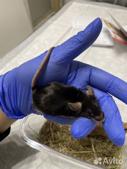 Ратолог - врач по грызунам, онлайн консультации