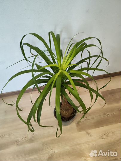 Бокарнея нолина