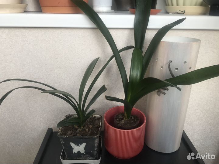 Кливия, Комнатный цветок