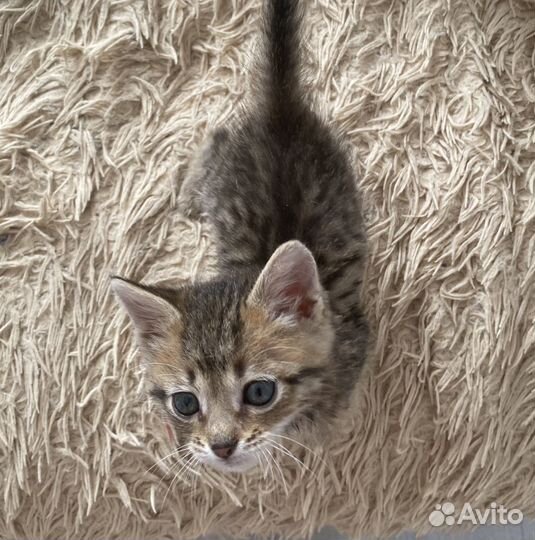 Кошка