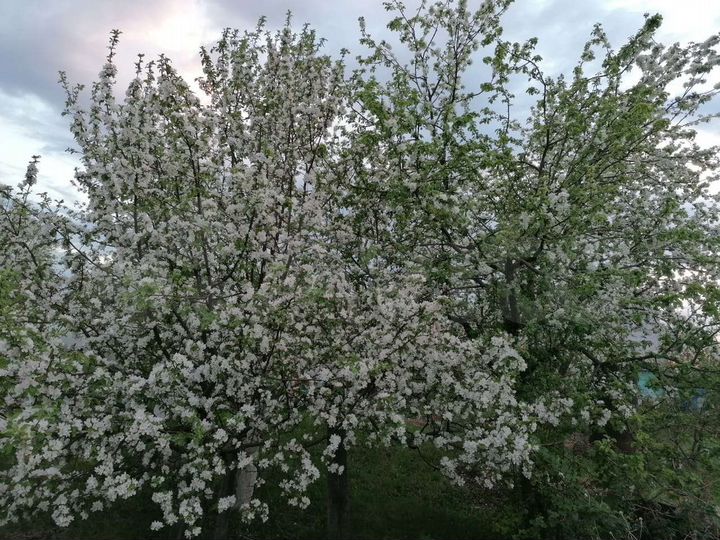 Участок 8 сот. (СНТ, ДНП)