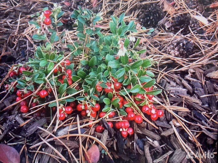 Брусника коралл 2 года